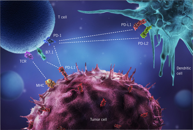 Мастер-класс «Биомаркеры в иммуноонкологии: PD-L1 тестирование»